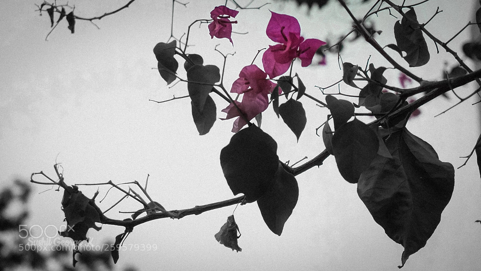 Sony a6000 sample photo. Flowers fading to black photography