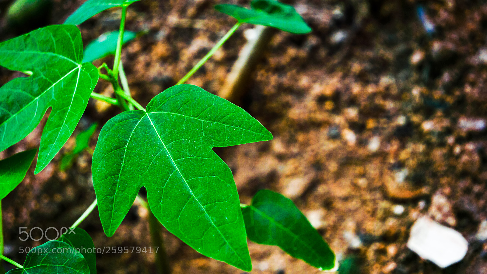 Sony a6000 sample photo. Fresh leaf in the photography