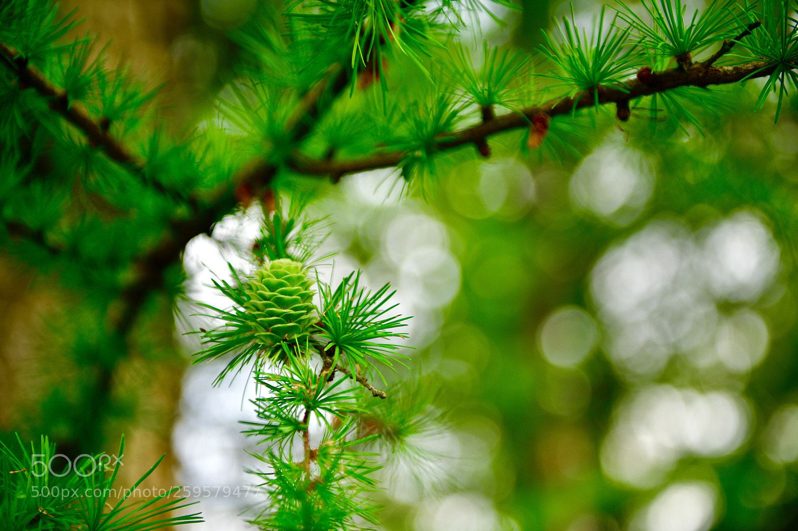 Nikon D850 sample photo. Green pine cone photography