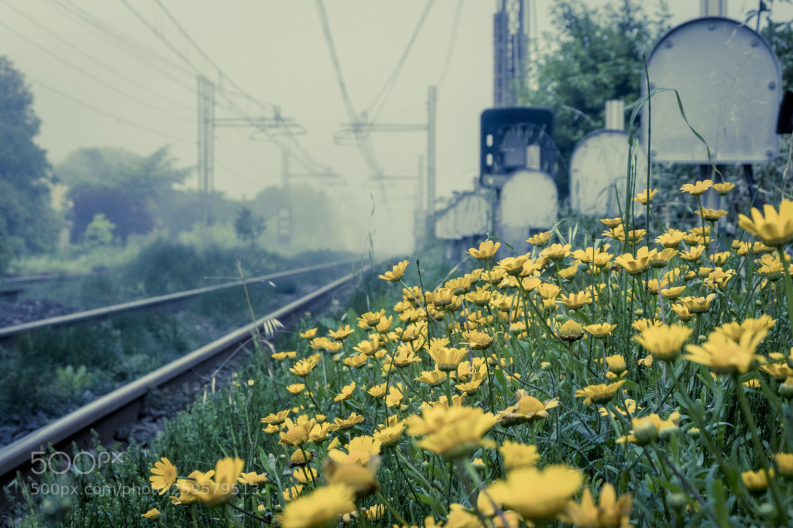 Canon EOS 80D sample photo. Yellow daisies on the photography