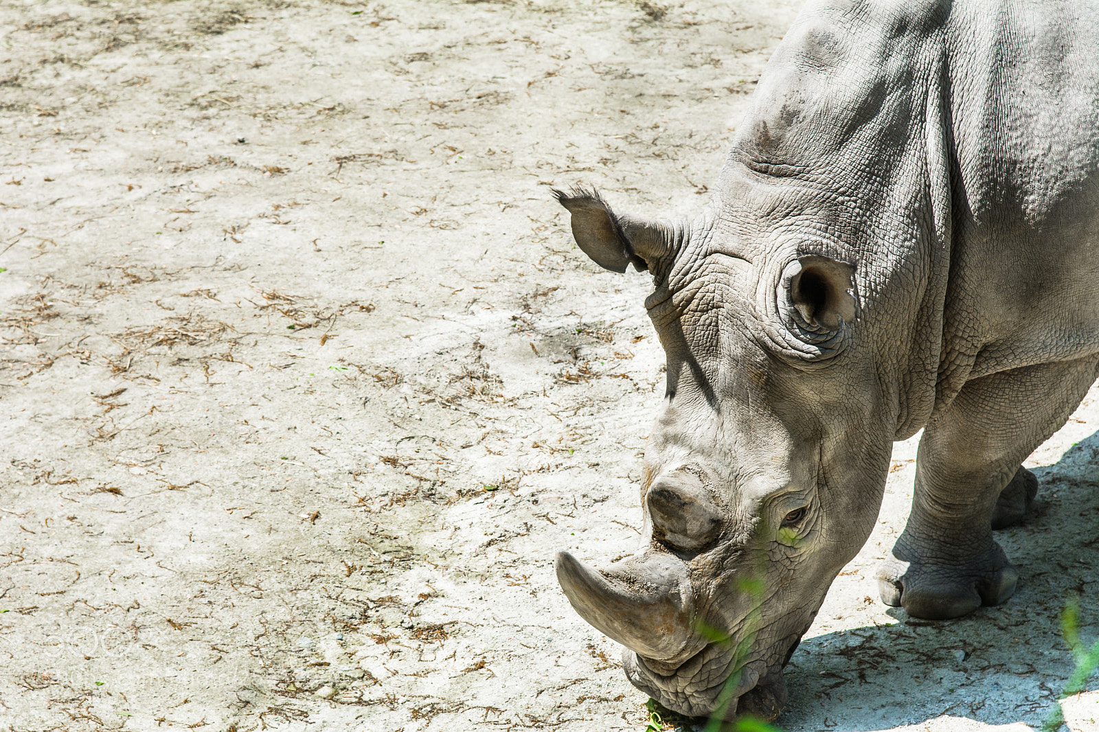 Nikon D7100 sample photo. Grazing rhino photography
