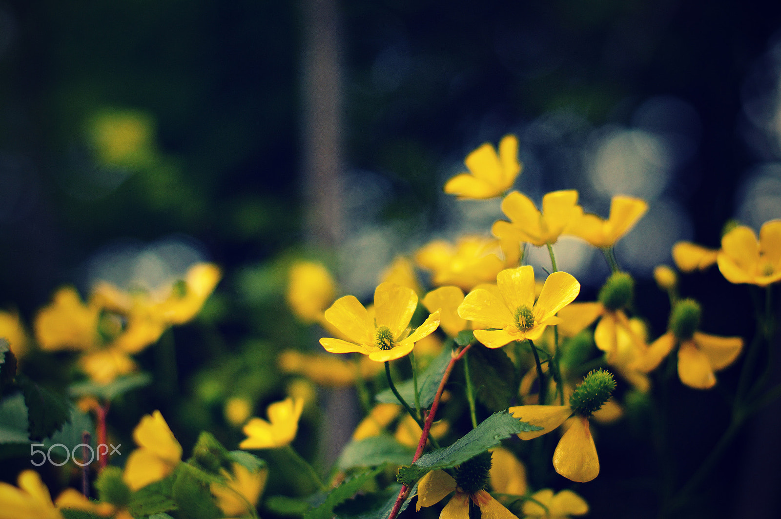 Nikon D3200 + Nikon AF-S Nikkor 50mm F1.4G sample photo. Ranunculus ollissiponensis photography