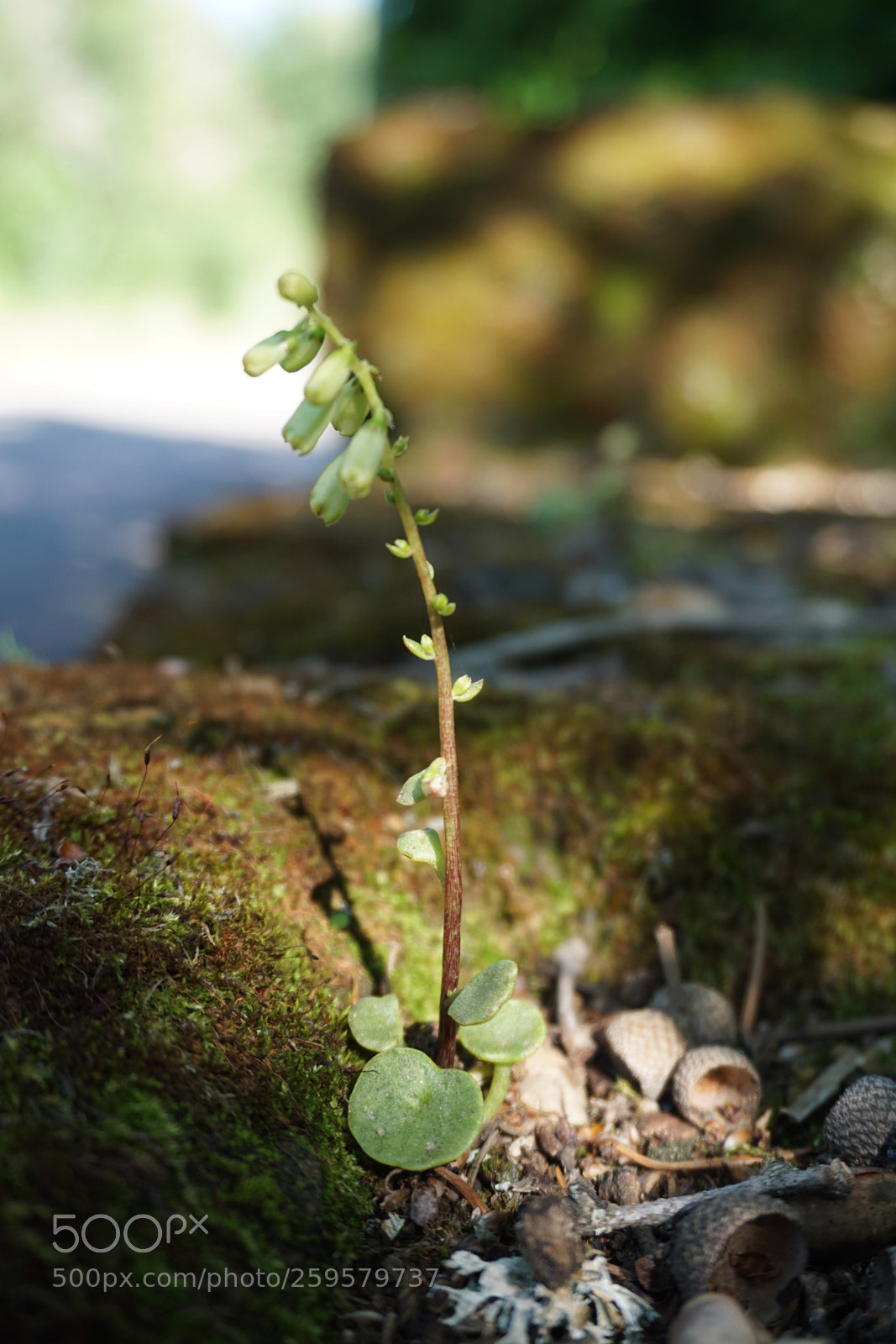 Sony a6000 sample photo. Undergrowth #2 photography