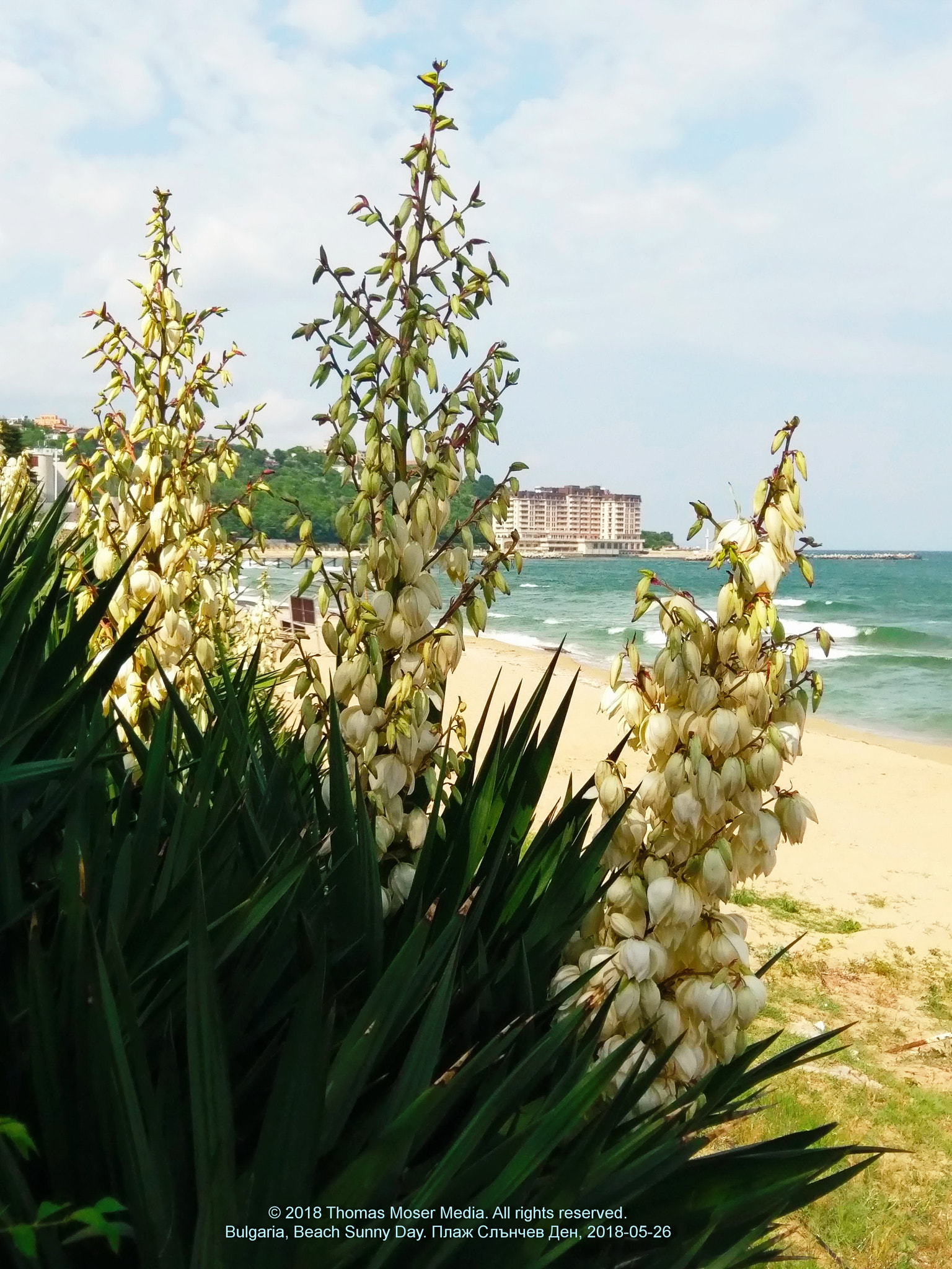 HTC 10 sample photo. Black sea yucca photography