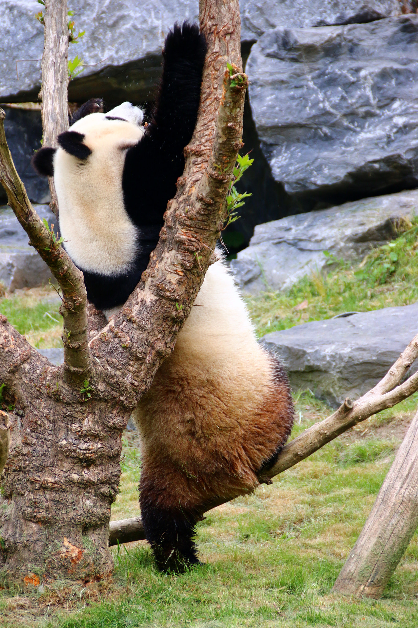 Canon EF 75-300mm F4.0-5.6 IS USM sample photo. Pairi daiza photography
