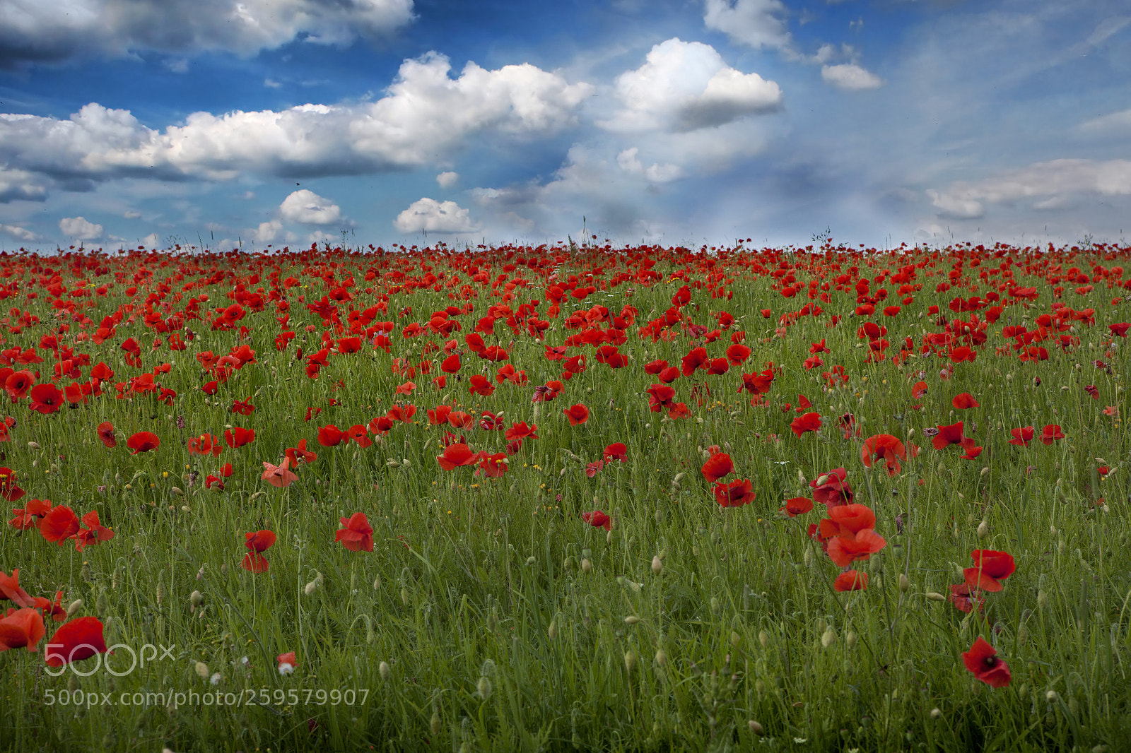 Canon EOS 5D Mark II sample photo. Poppy hill photography