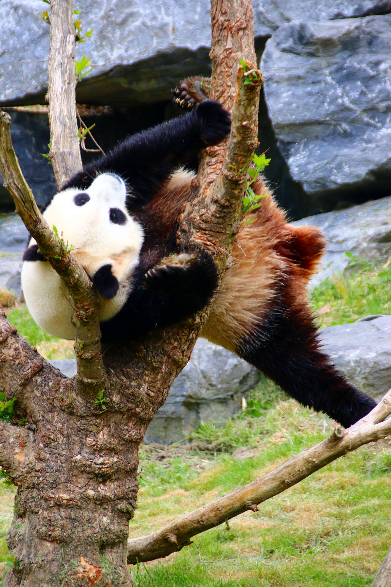 Canon EF 75-300mm F4.0-5.6 IS USM sample photo. Pairi daiza photography