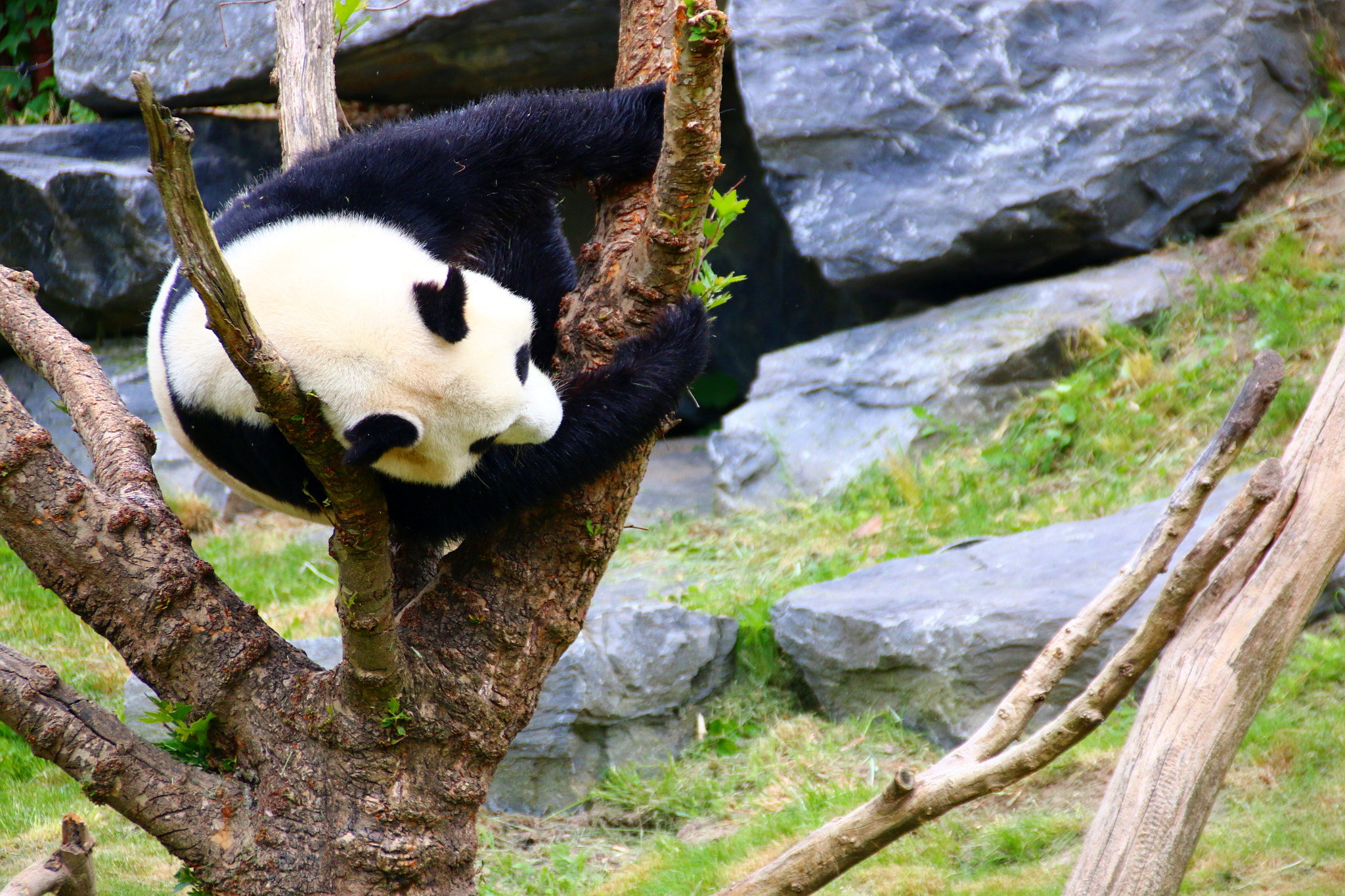 Canon EF 75-300mm F4.0-5.6 IS USM sample photo. Pairi daiza photography