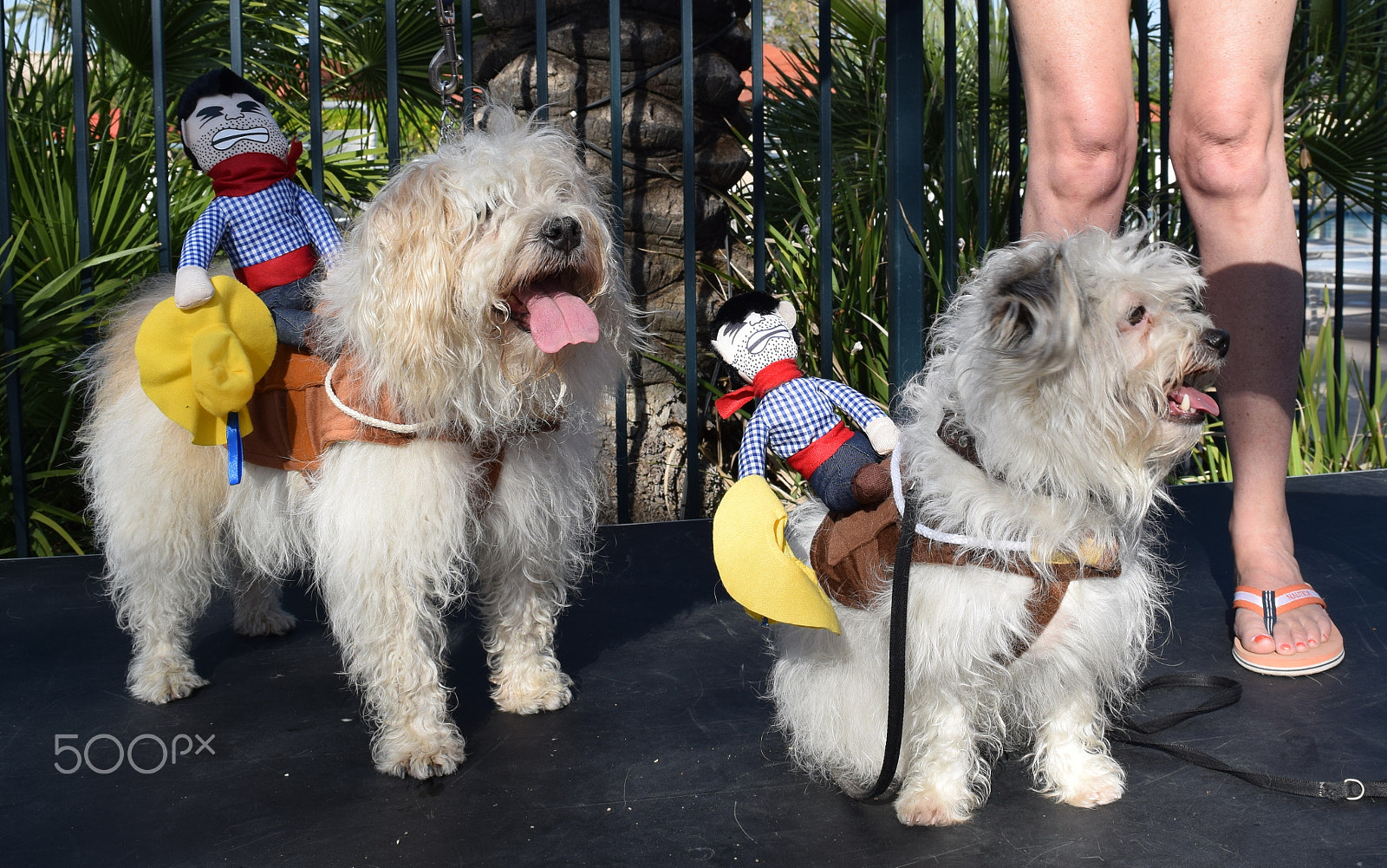 Nikon D5300 sample photo. Pet parade partners photography
