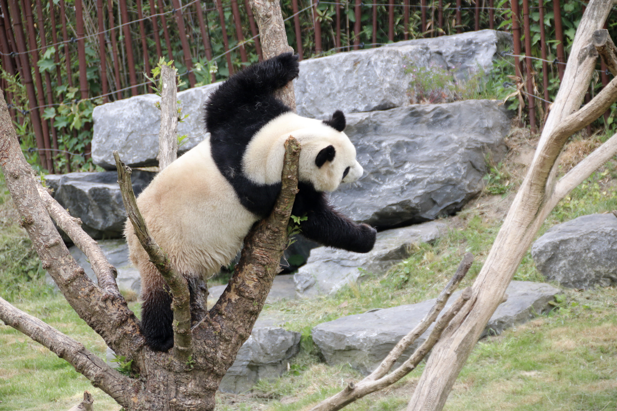 Canon EF 75-300mm F4.0-5.6 IS USM sample photo. Pairi daiza photography