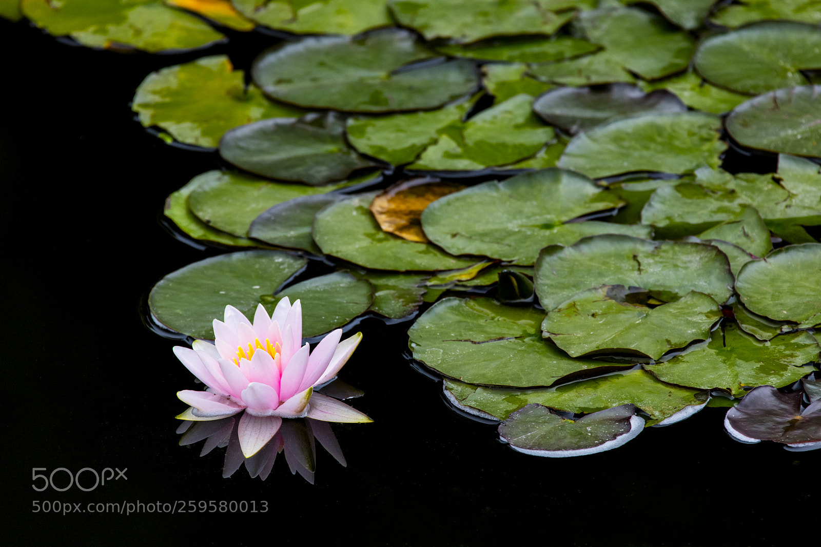 Canon EOS 5DS R sample photo. Water lily photography