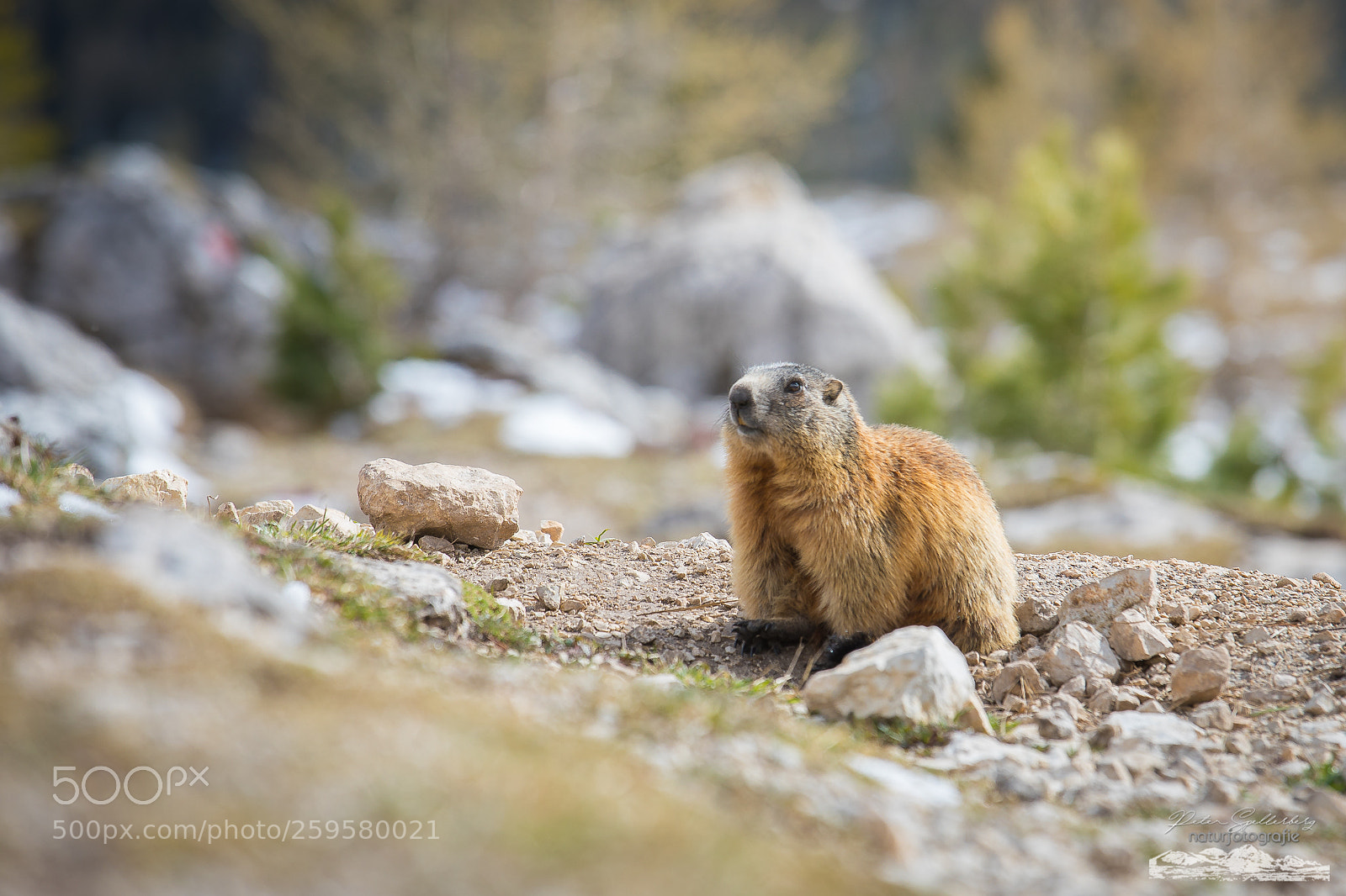 Canon EOS 5D Mark IV sample photo. -murmeltier in den dolomiten- photography
