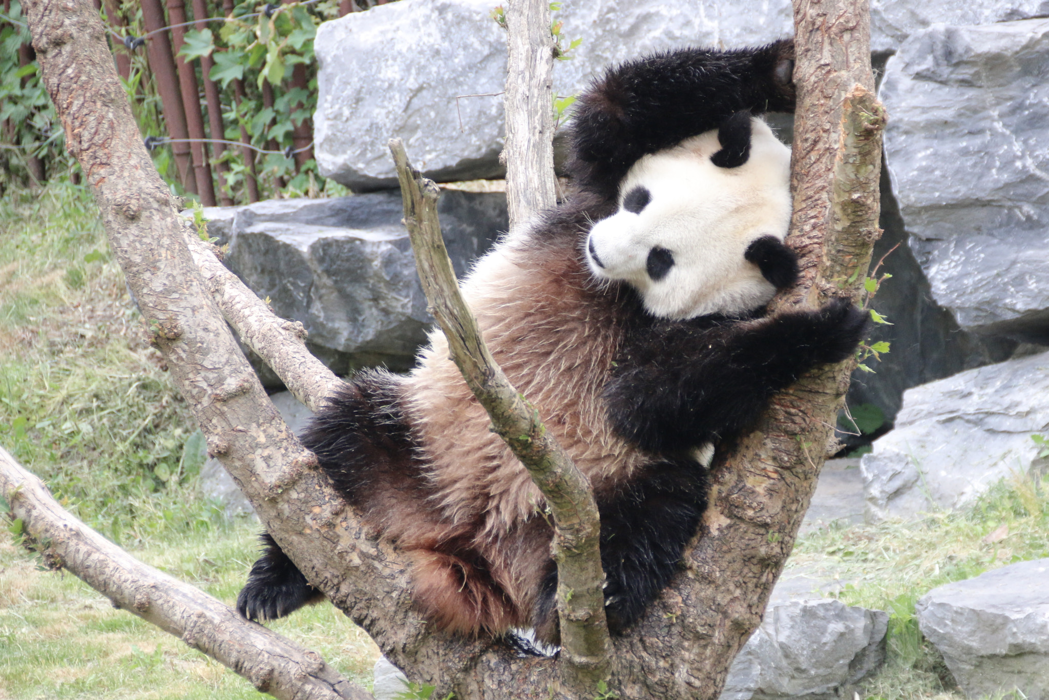 Canon EF 75-300mm F4.0-5.6 IS USM sample photo. Pairi daiza photography