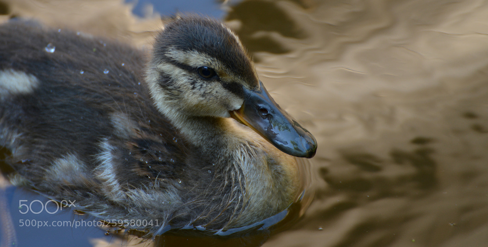 Nikon D800 sample photo. Little duck photography