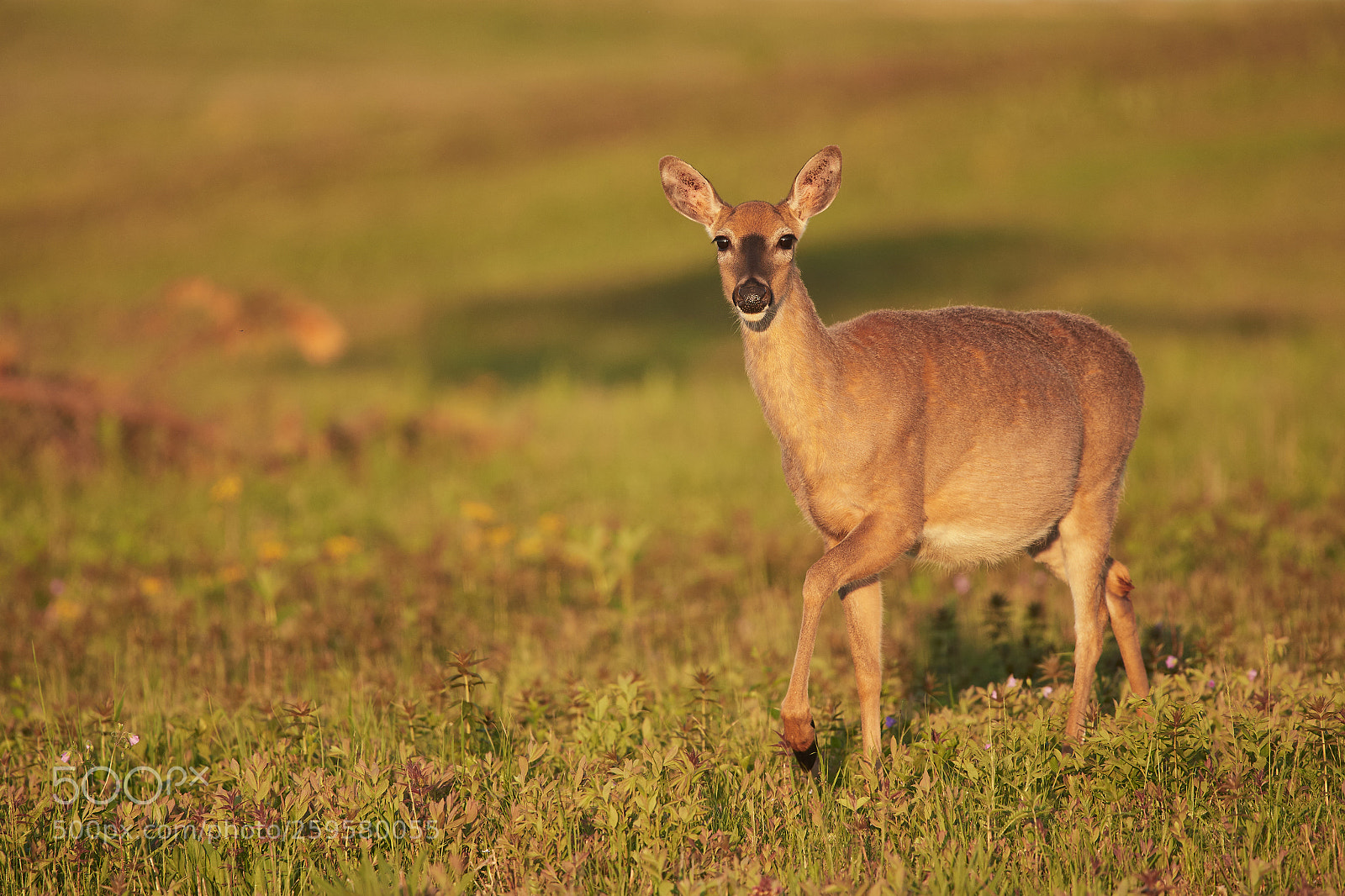 Nikon D500 sample photo. White-tailed deer photography