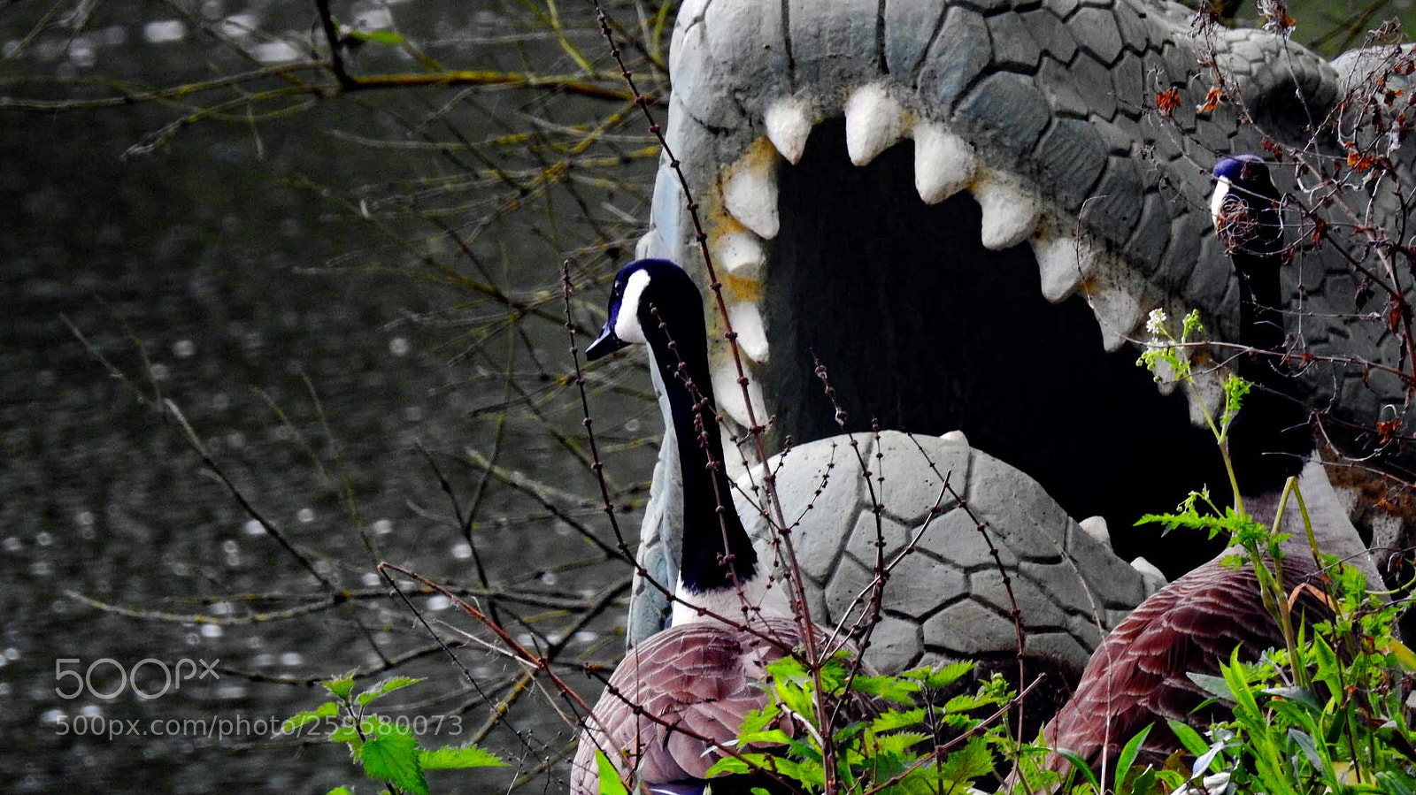 Nikon Coolpix P900 sample photo. Jaws  photography