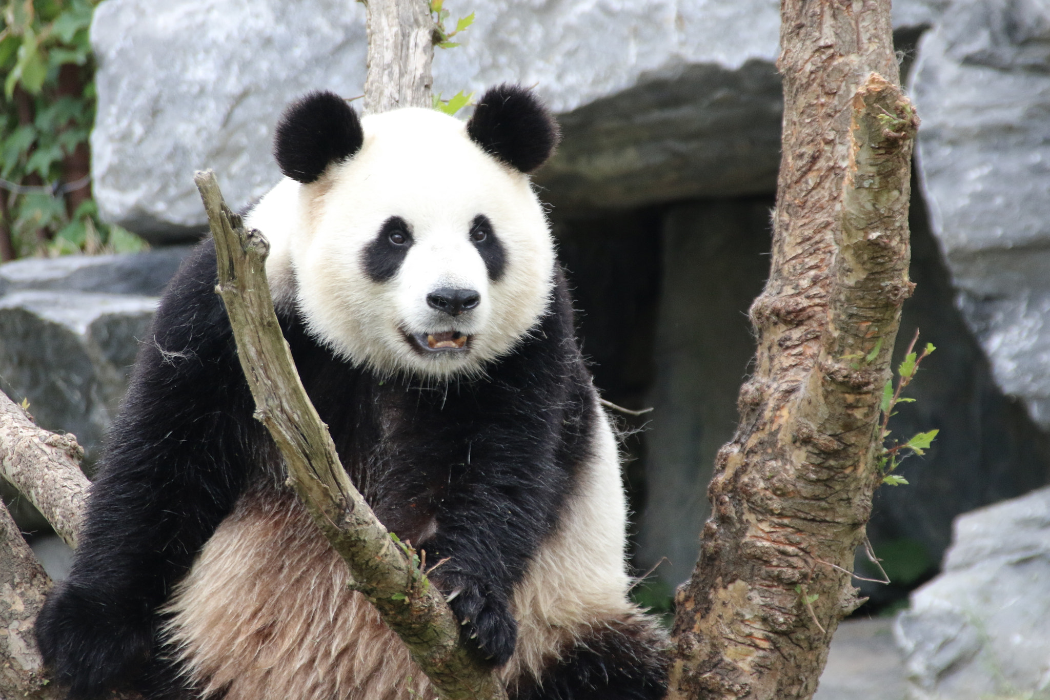 Canon EF 75-300mm F4.0-5.6 IS USM sample photo. Pairi daiza photography