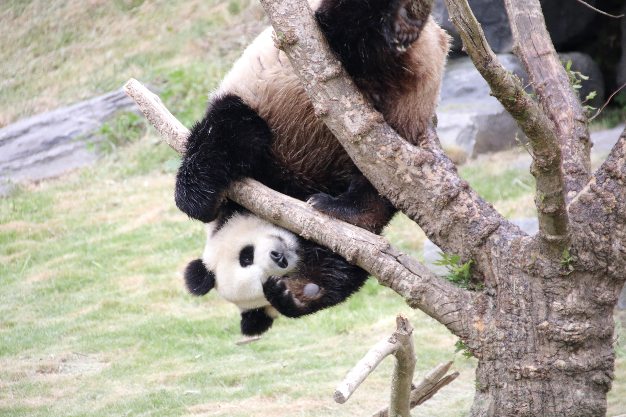 Canon EF 75-300mm F4.0-5.6 IS USM sample photo. Pairi daiza photography