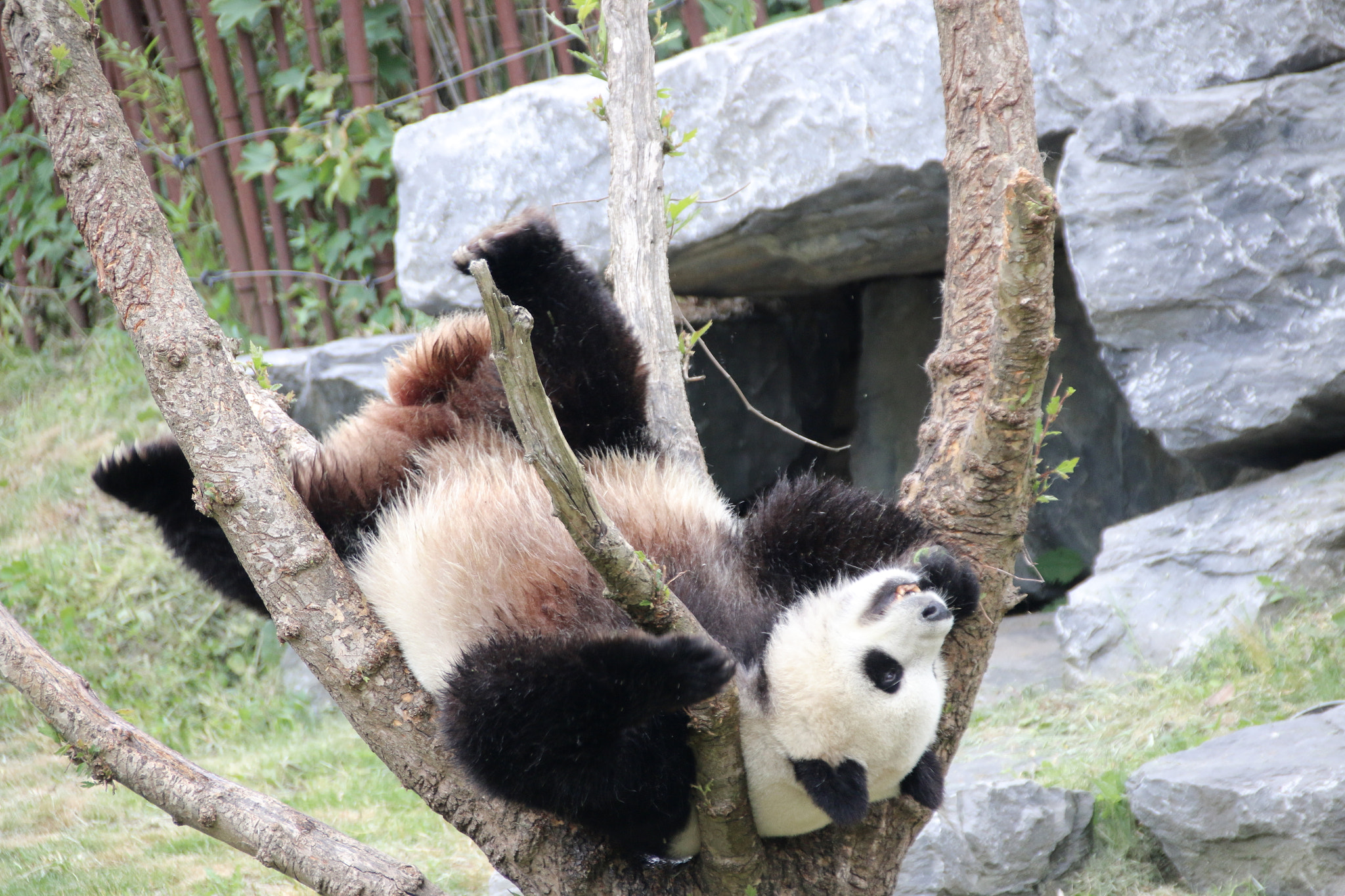 Canon EF 75-300mm F4.0-5.6 IS USM sample photo. Pairi daiza photography