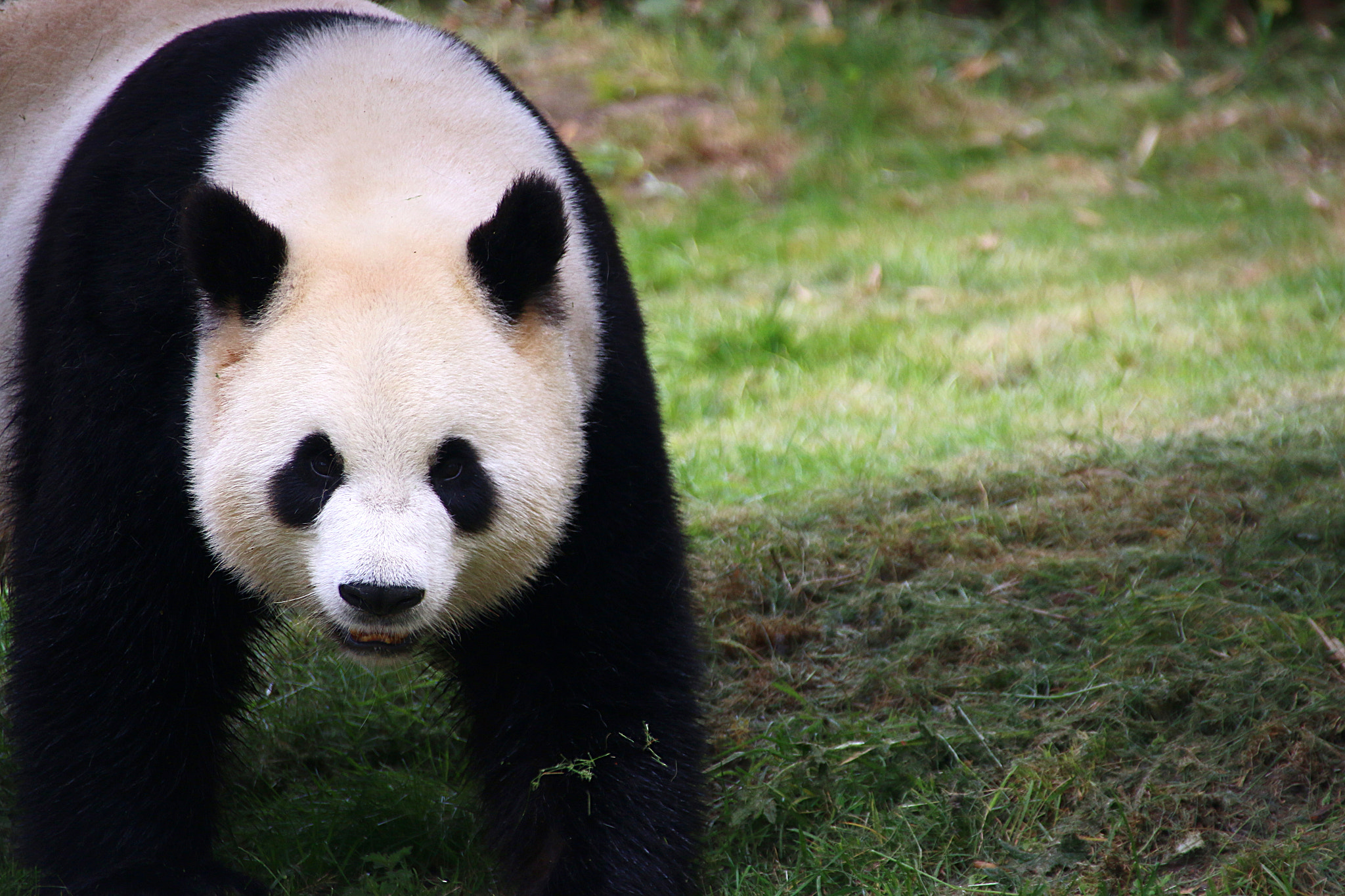 Canon EF 75-300mm F4.0-5.6 IS USM sample photo. Pairi daiza photography