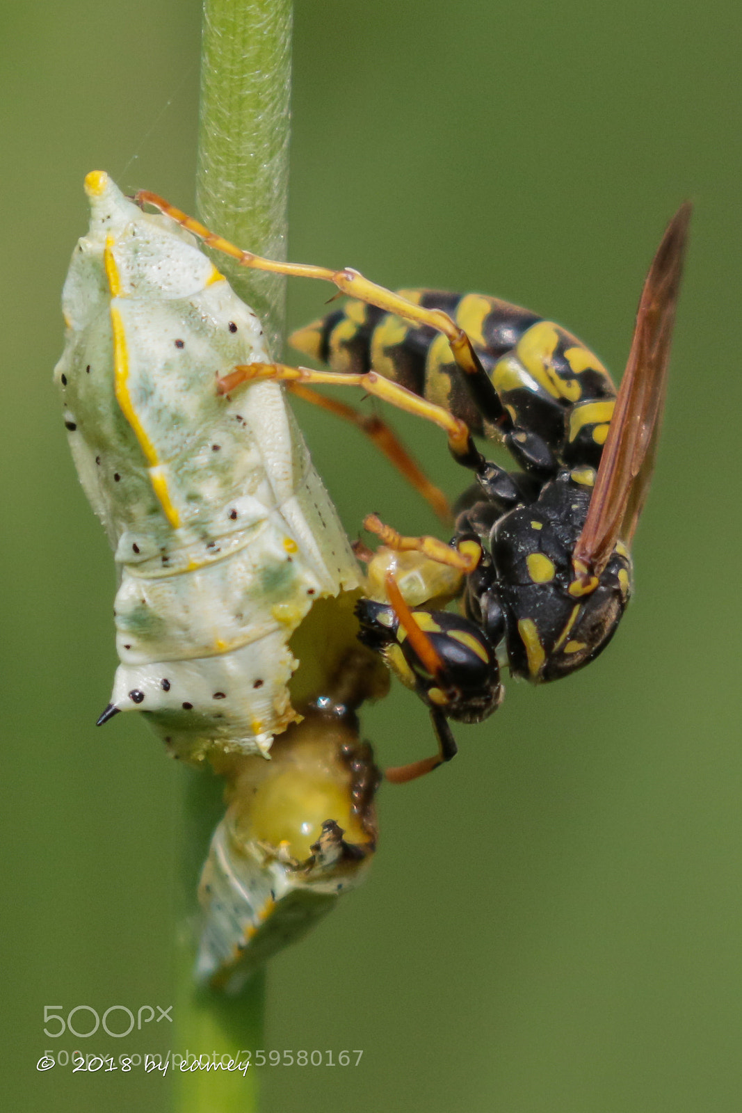 Canon EOS 7D Mark II sample photo. Paper wasp photography