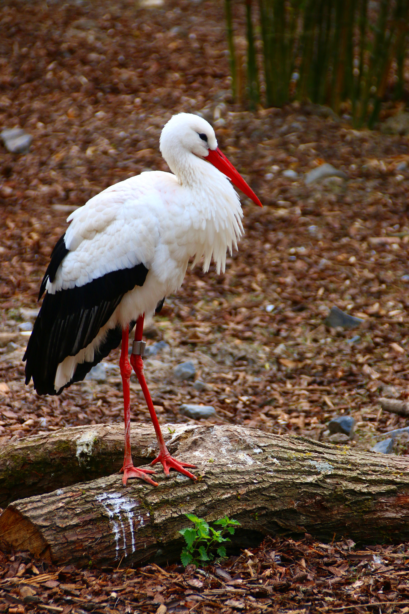 Canon EF 75-300mm F4.0-5.6 IS USM sample photo. Pairi daiza photography