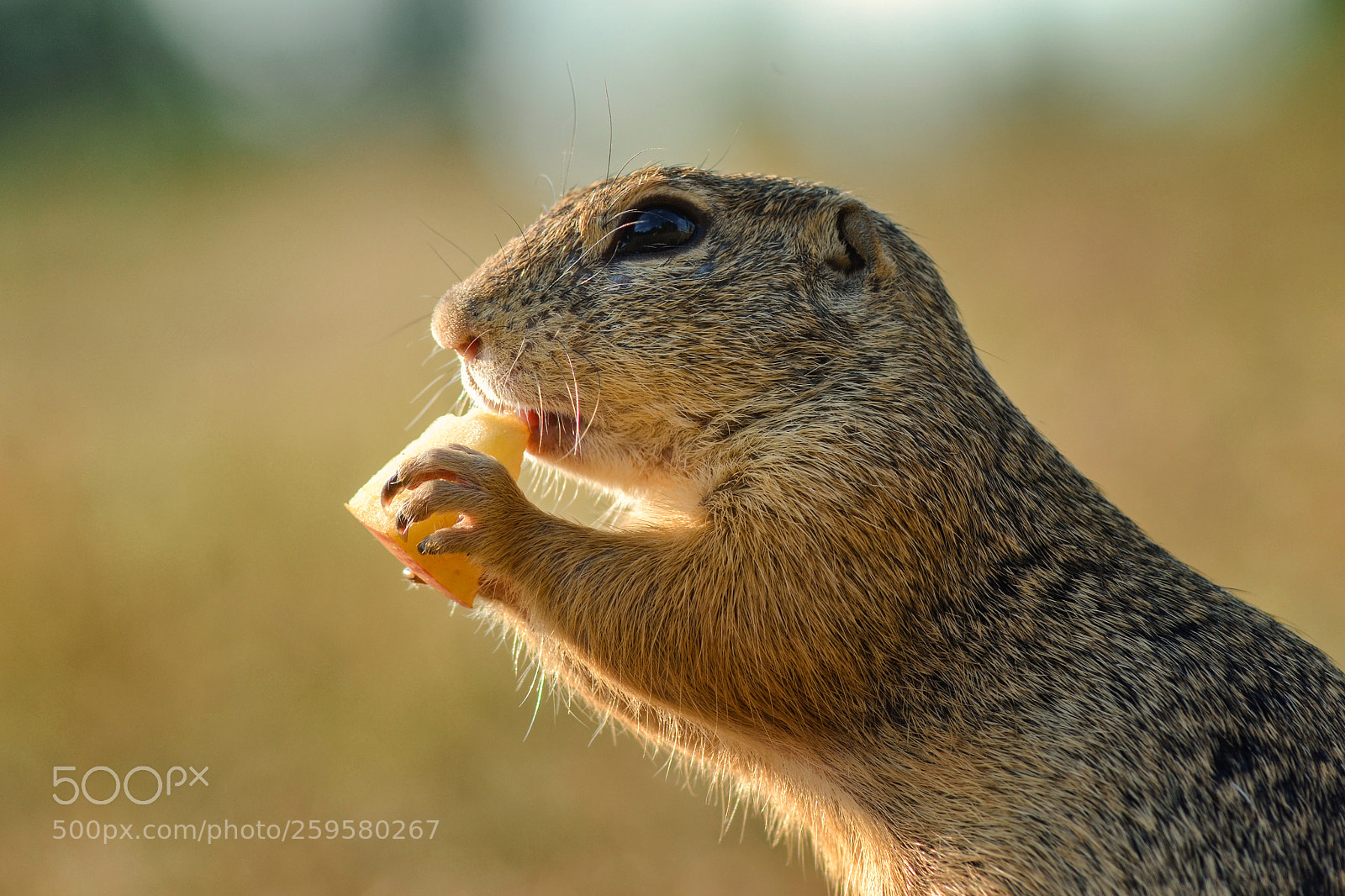 Nikon D3100 sample photo. My little friend photography