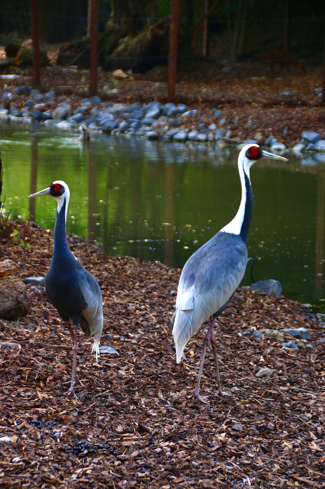 Canon EF 75-300mm F4.0-5.6 IS USM sample photo. Pairi daiza photography