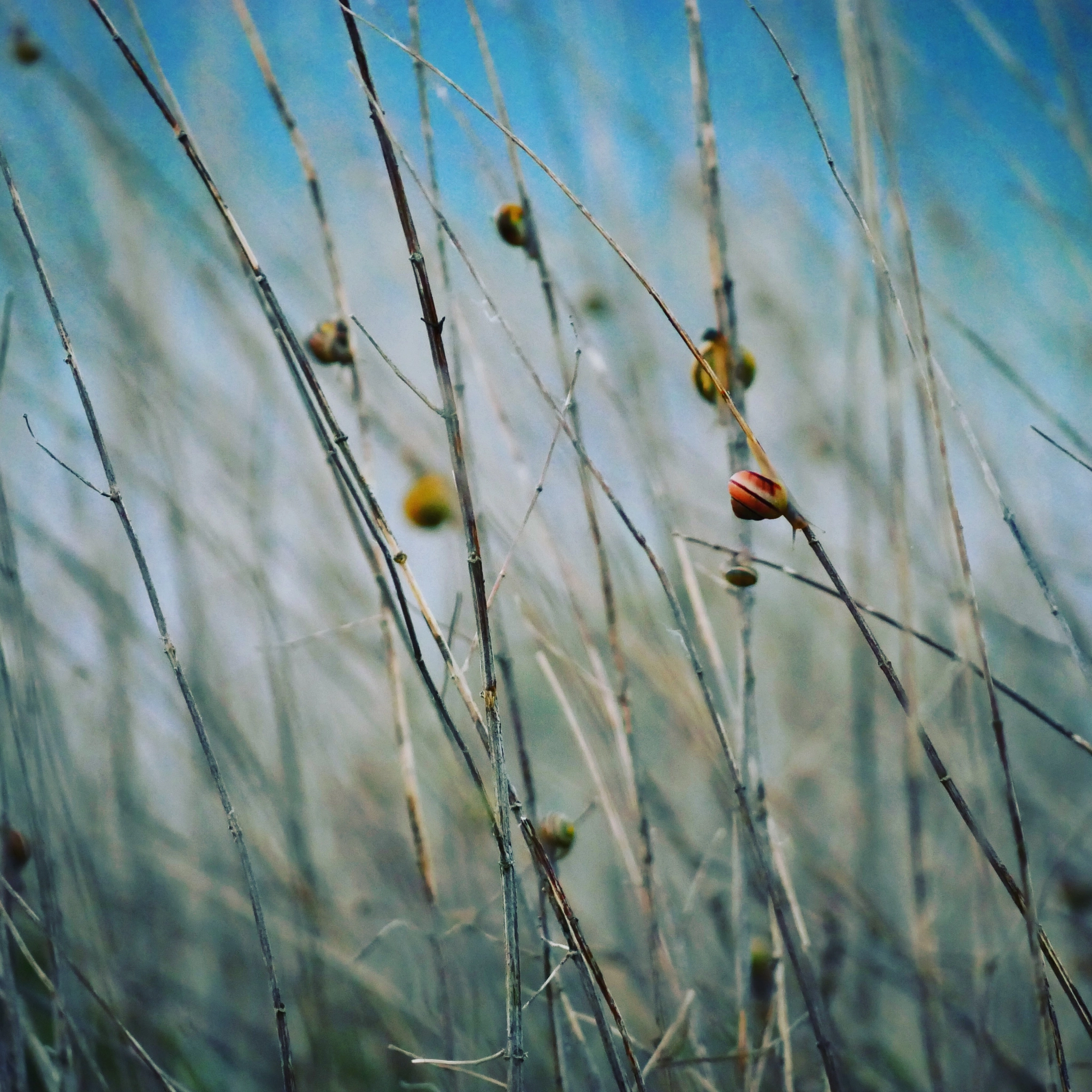 Panasonic DMC-G81 sample photo. Snails on his morning walk photography