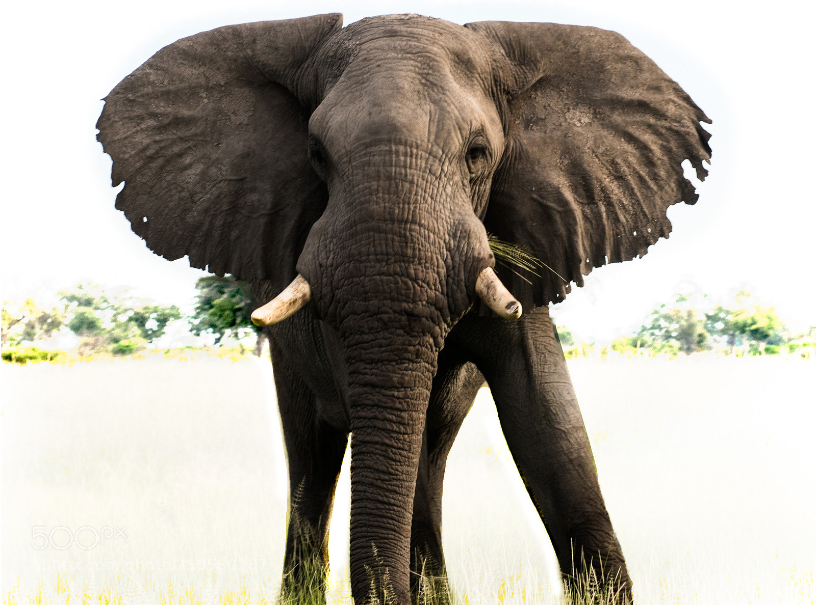 Nikon D810 sample photo. Elephantscape photography