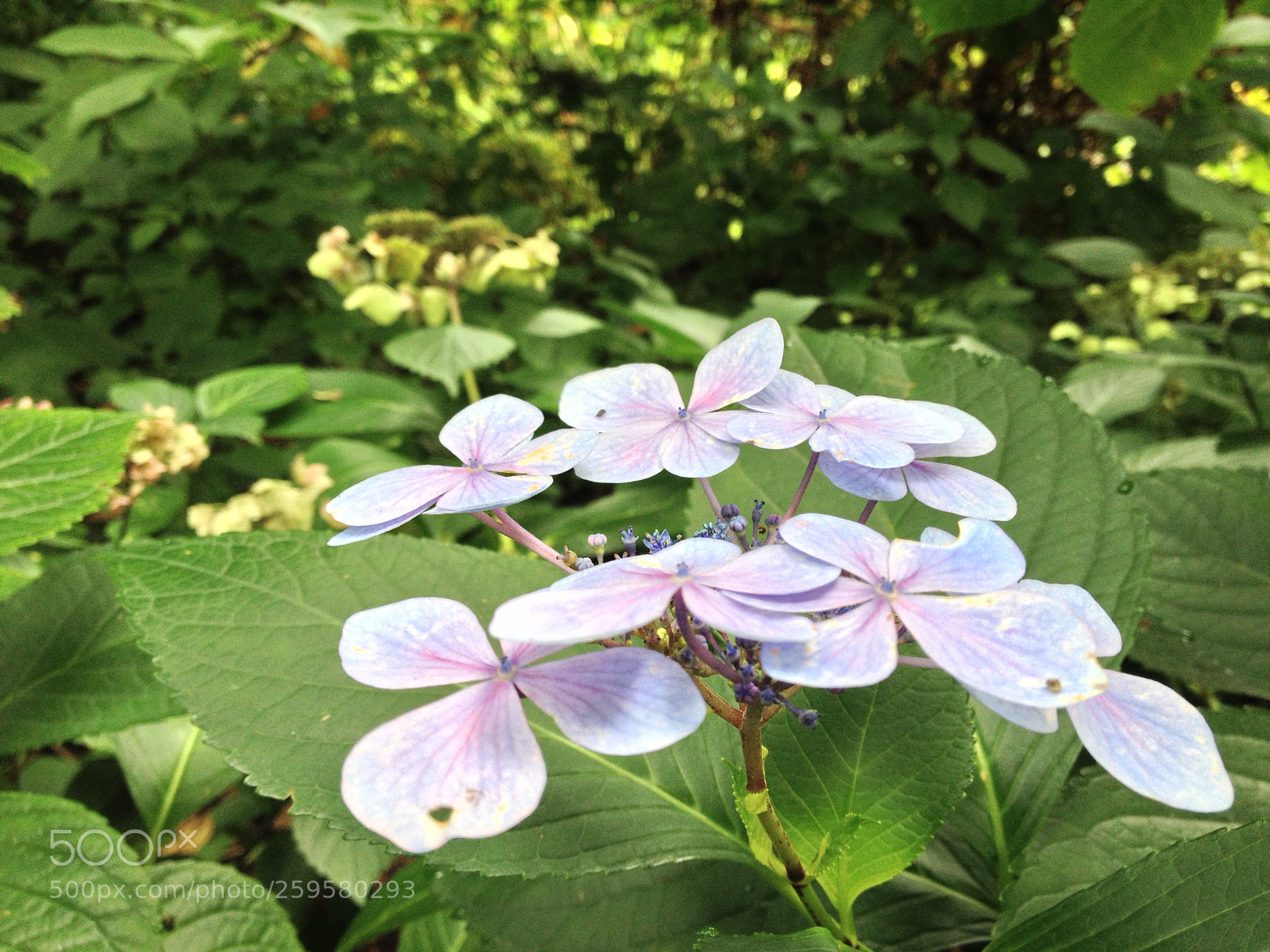 Apple iPhone 4S sample photo. Img photography