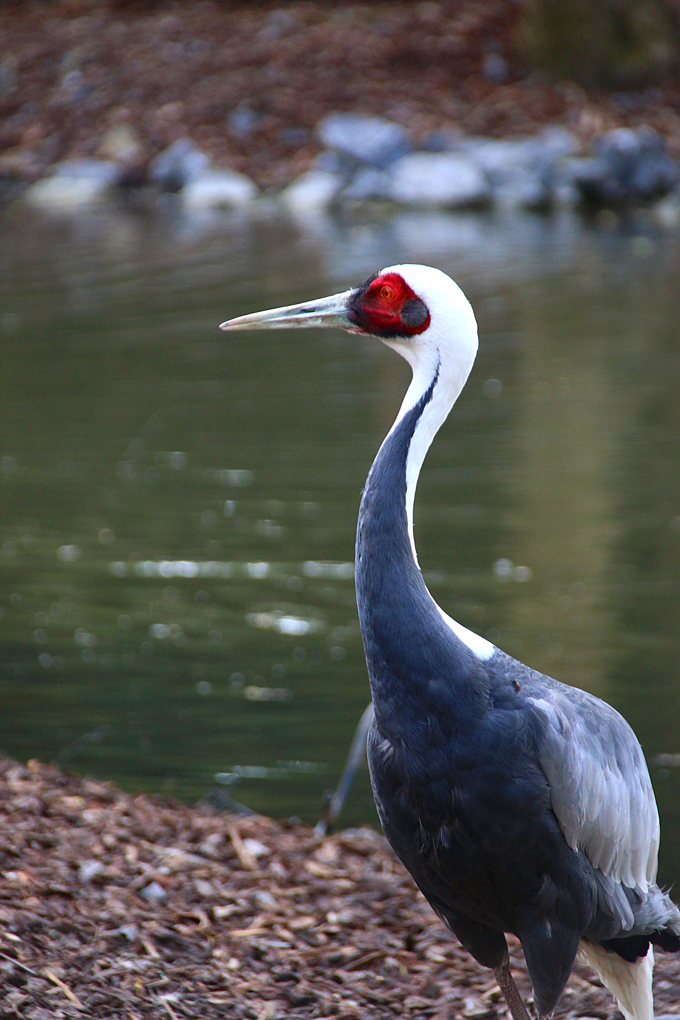 Canon EF 75-300mm F4.0-5.6 IS USM sample photo. Pairi daiza photography