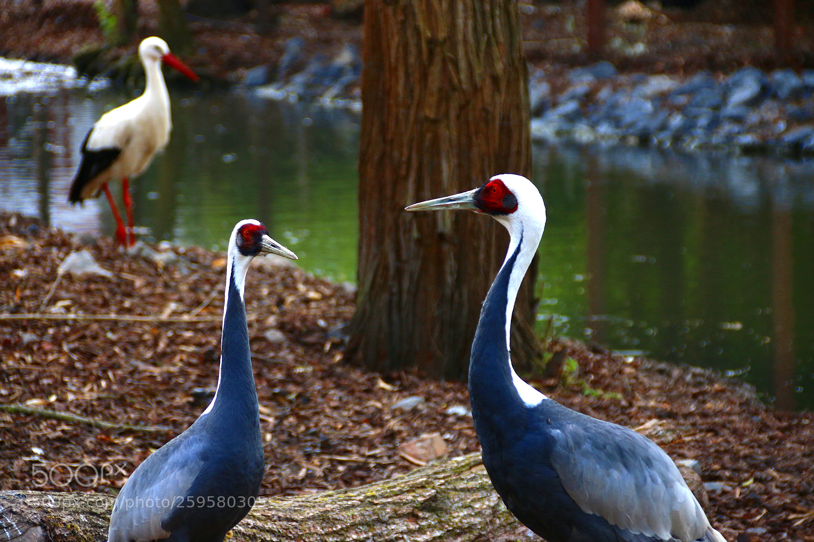 Canon EF 75-300mm F4.0-5.6 IS USM sample photo. Pairi daiza photography