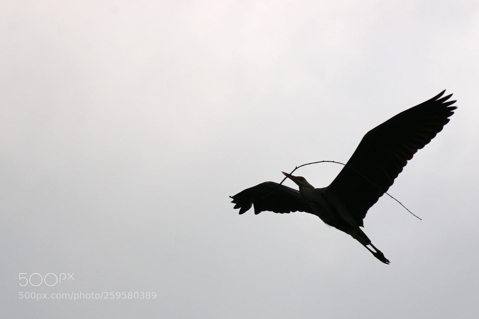 Canon EF 75-300mm F4.0-5.6 IS USM sample photo. Pairi daiza photography