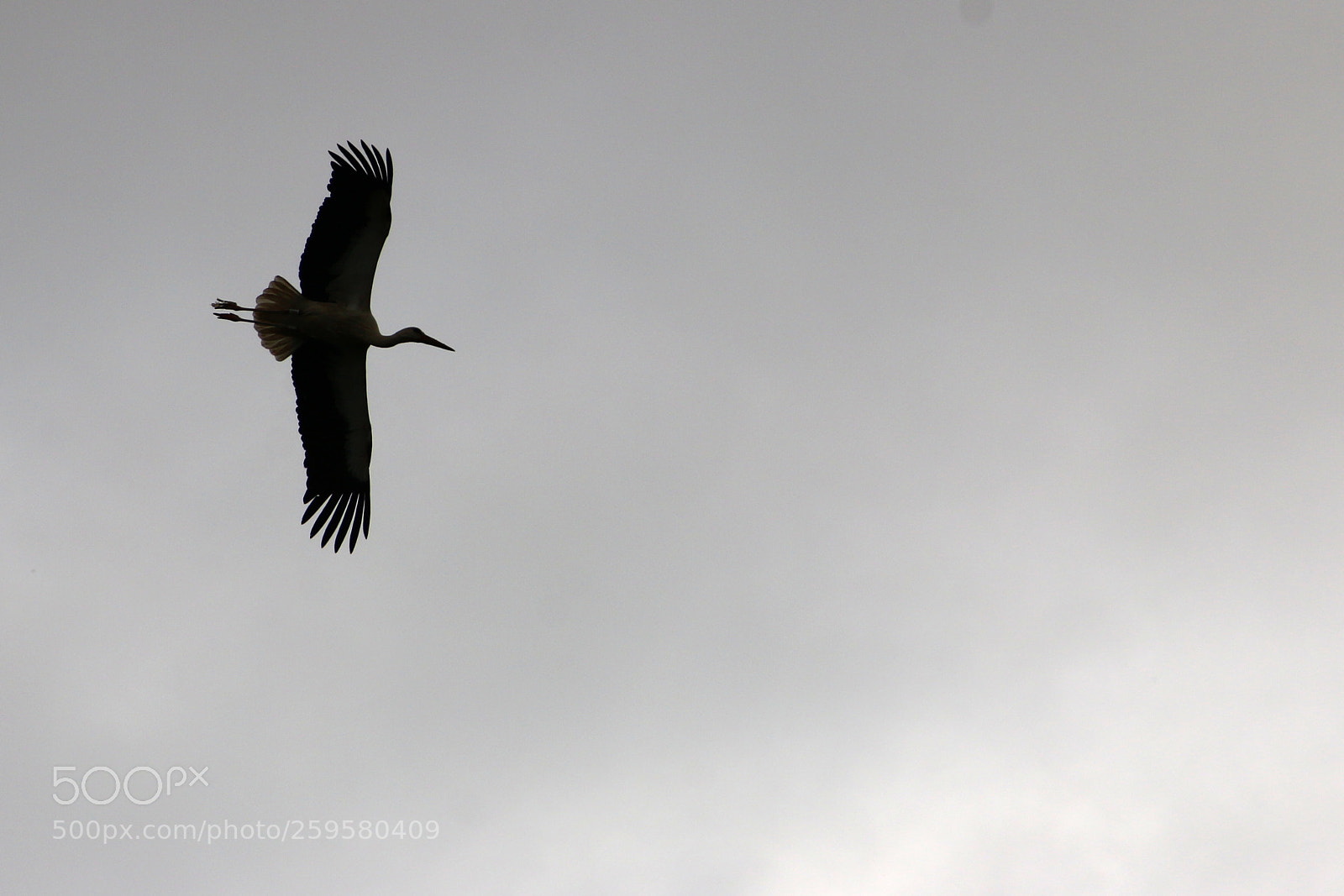 Canon EF 75-300mm F4.0-5.6 IS USM sample photo. Pairi daiza photography