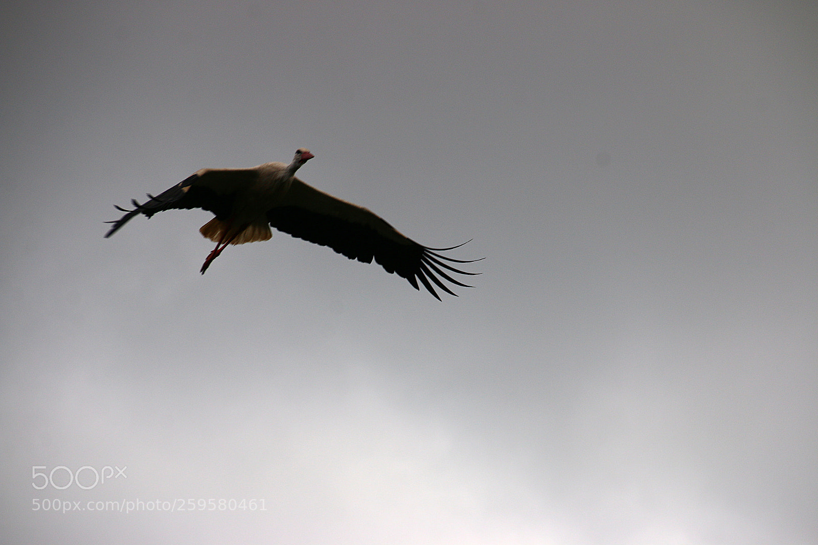 Canon EF 75-300mm F4.0-5.6 IS USM sample photo. Pairi daiza photography
