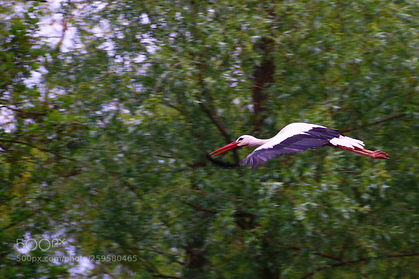 Canon EF 75-300mm F4.0-5.6 IS USM sample photo. Pairi daiza photography