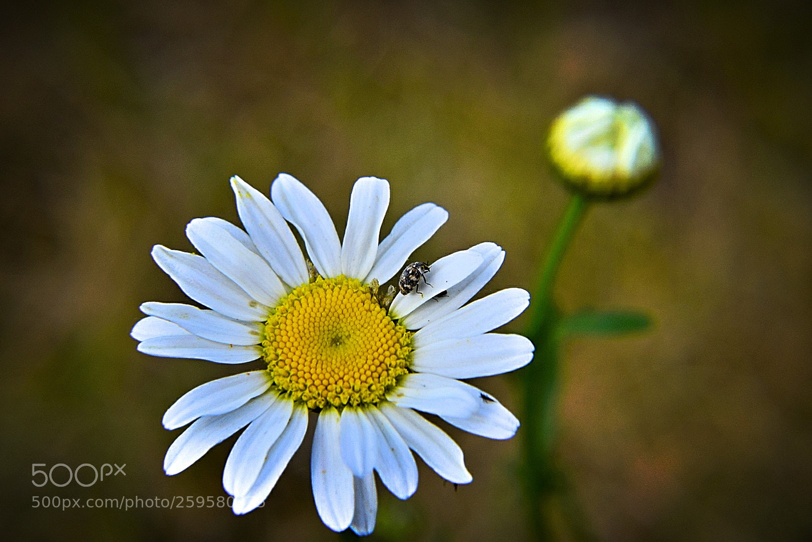 Nikon D5300 sample photo. Hinten ist noch geschlossen! photography