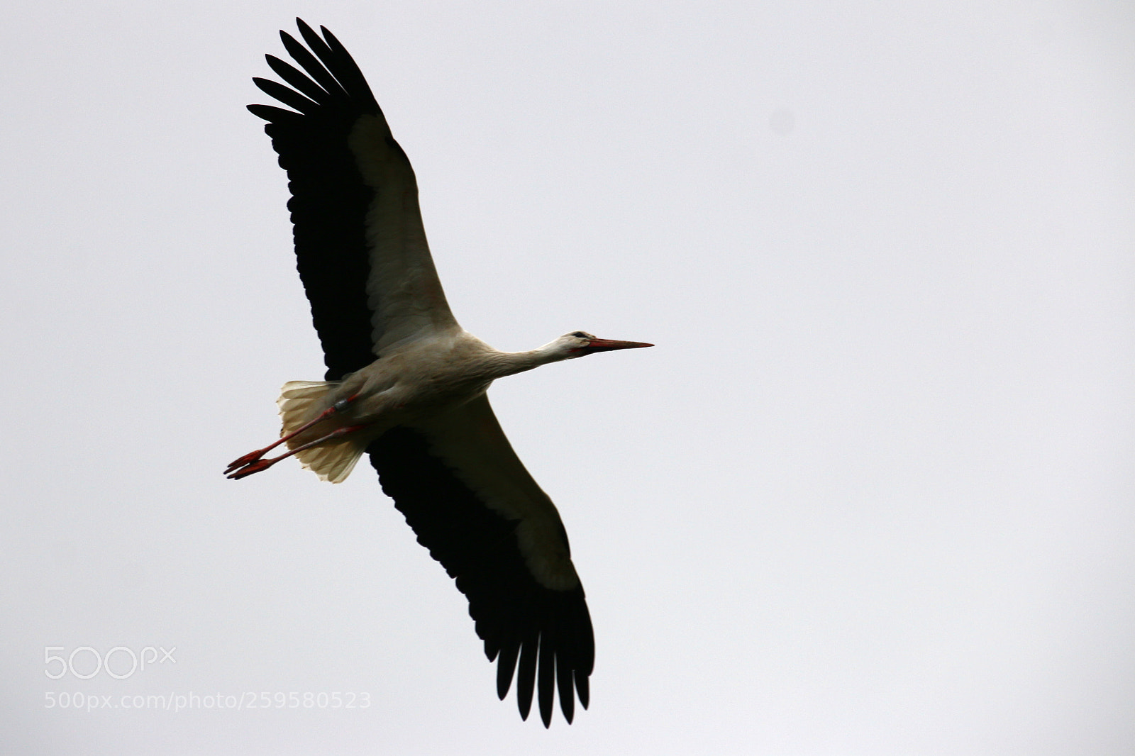 Canon EF 75-300mm F4.0-5.6 IS USM sample photo. Pairi daiza photography
