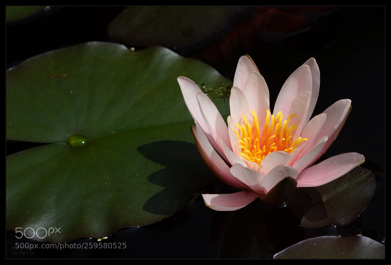 Canon EOS 7D Mark II sample photo. Water lily photography