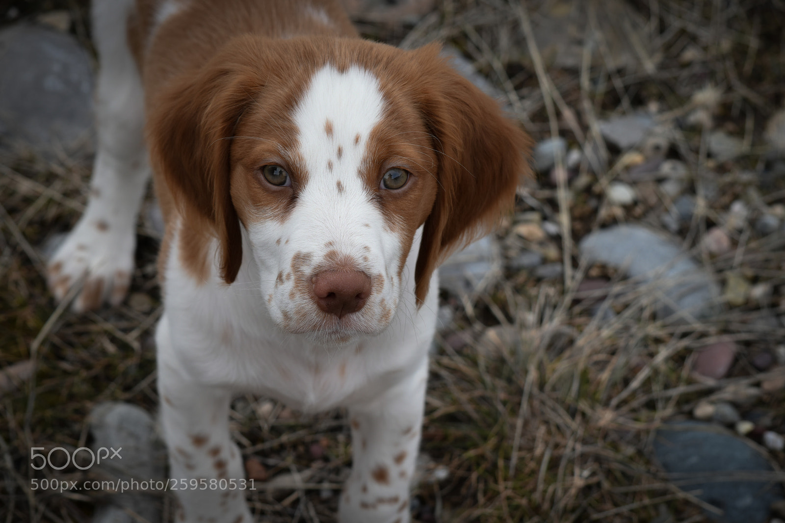 Nikon D5500 sample photo. Brittany spaniel photography
