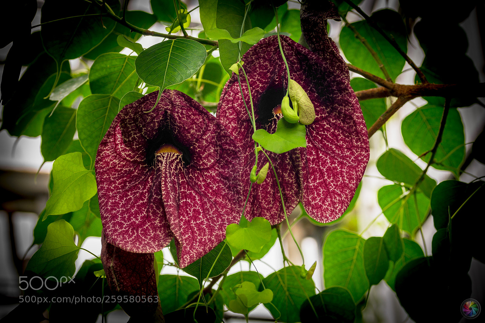 Sony a99 II sample photo. Botanischen gartens st.gallen photography