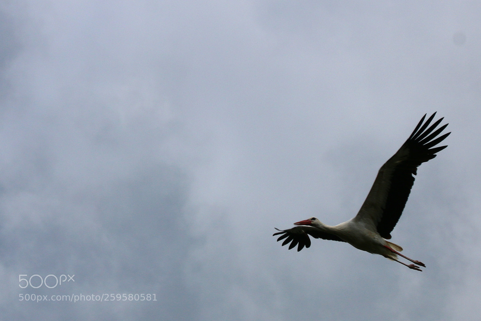 Canon EF 75-300mm F4.0-5.6 IS USM sample photo. Pairi daiza photography