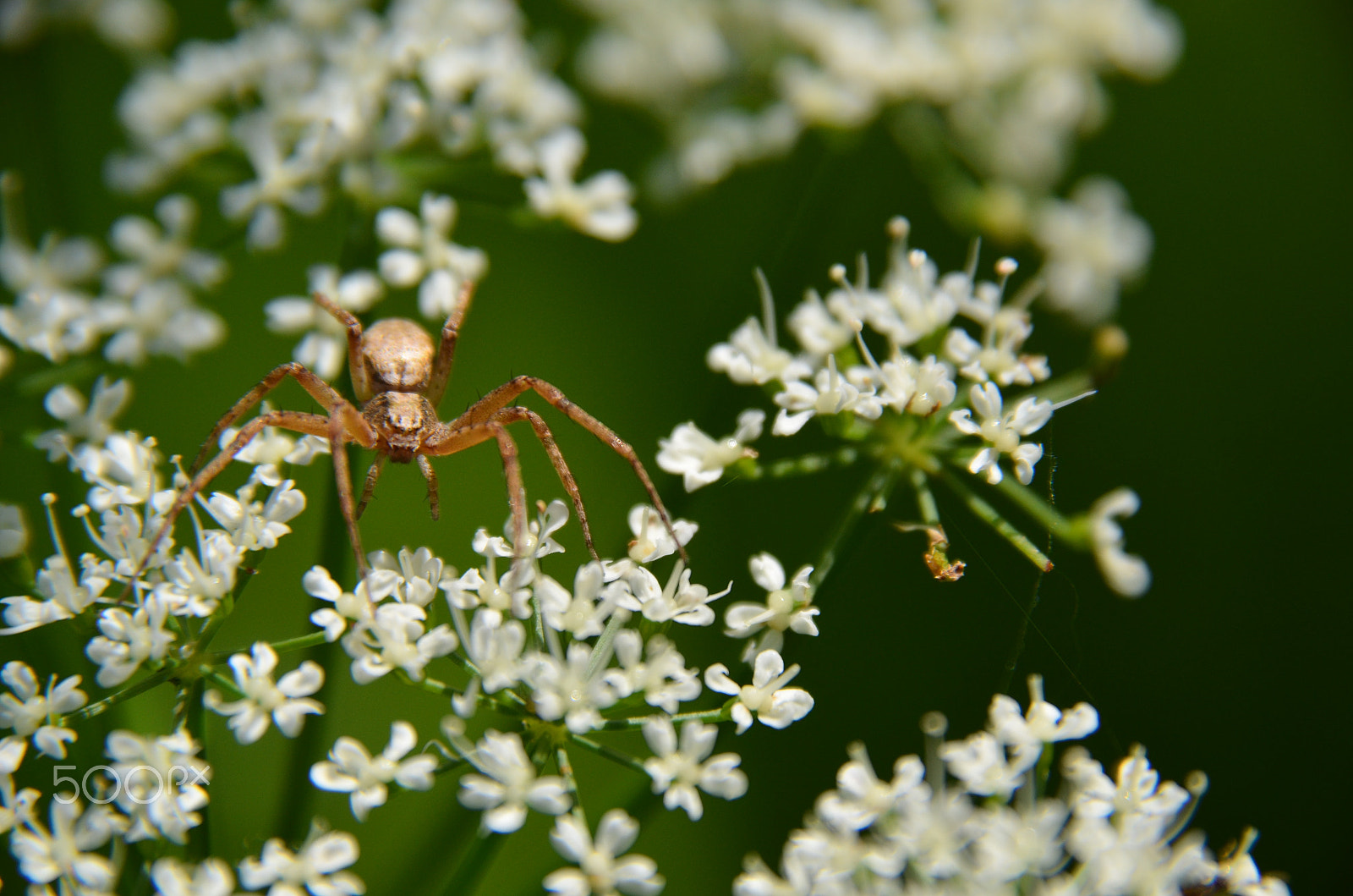 Nikon D5100 + Sigma 18-250mm F3.5-6.3 DC Macro OS HSM sample photo. Spinne photography