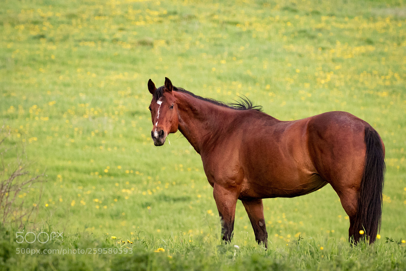 Canon EOS 7D Mark II sample photo. Horse julip greengrassatsunset cloudywb photography