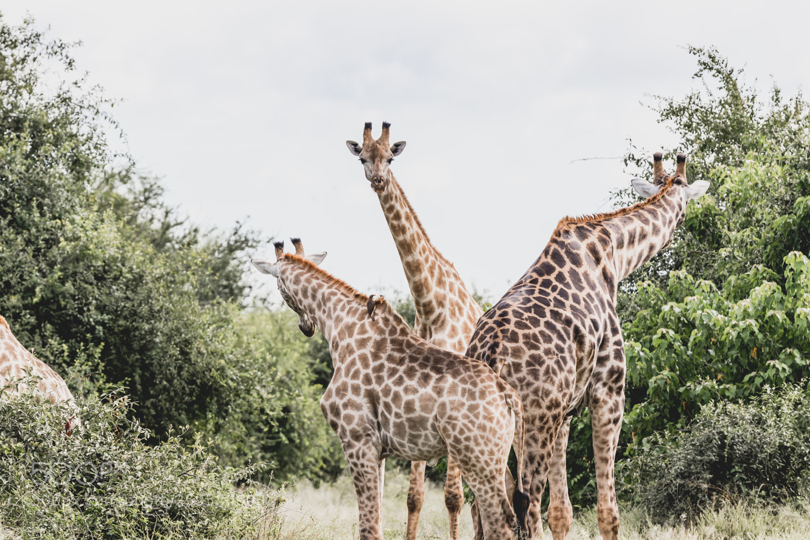 Canon EOS 7D Mark II sample photo. Chobe wildlife photography