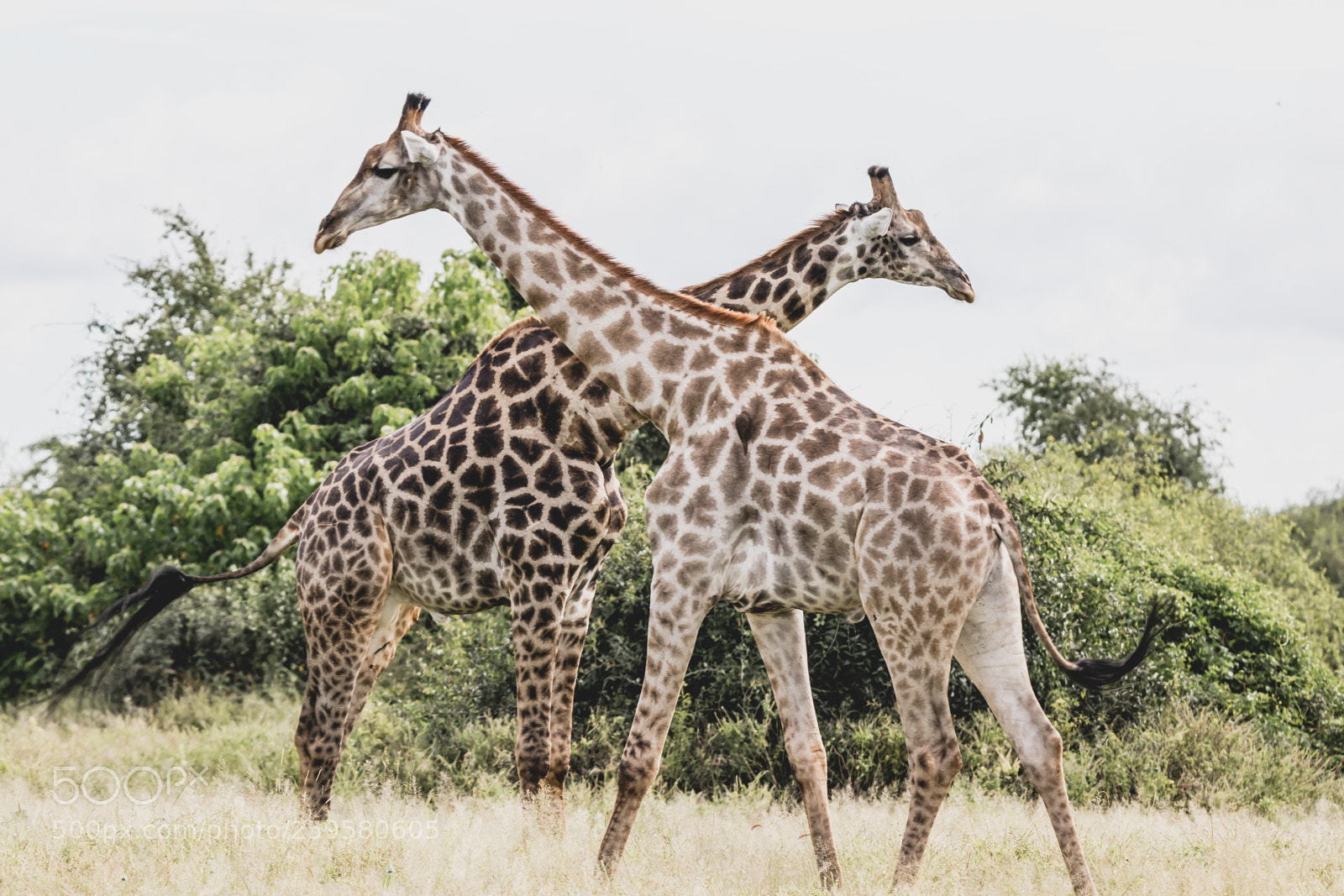 Canon EOS 7D Mark II sample photo. Chobe wildlife photography