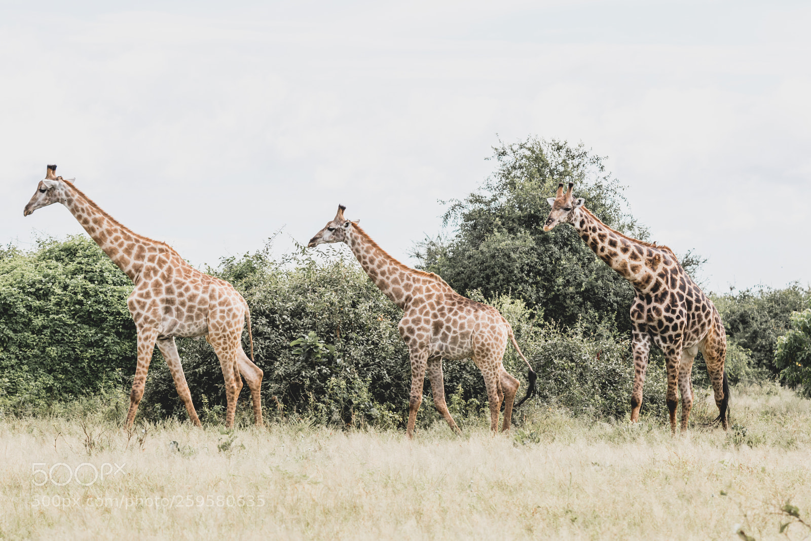 Canon EOS 7D Mark II sample photo. Chobe wildlife photography