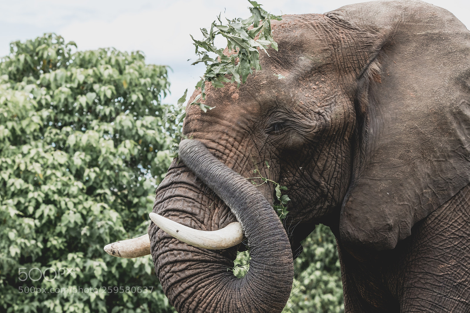 Canon EOS 7D Mark II sample photo. Chobe wildlife photography