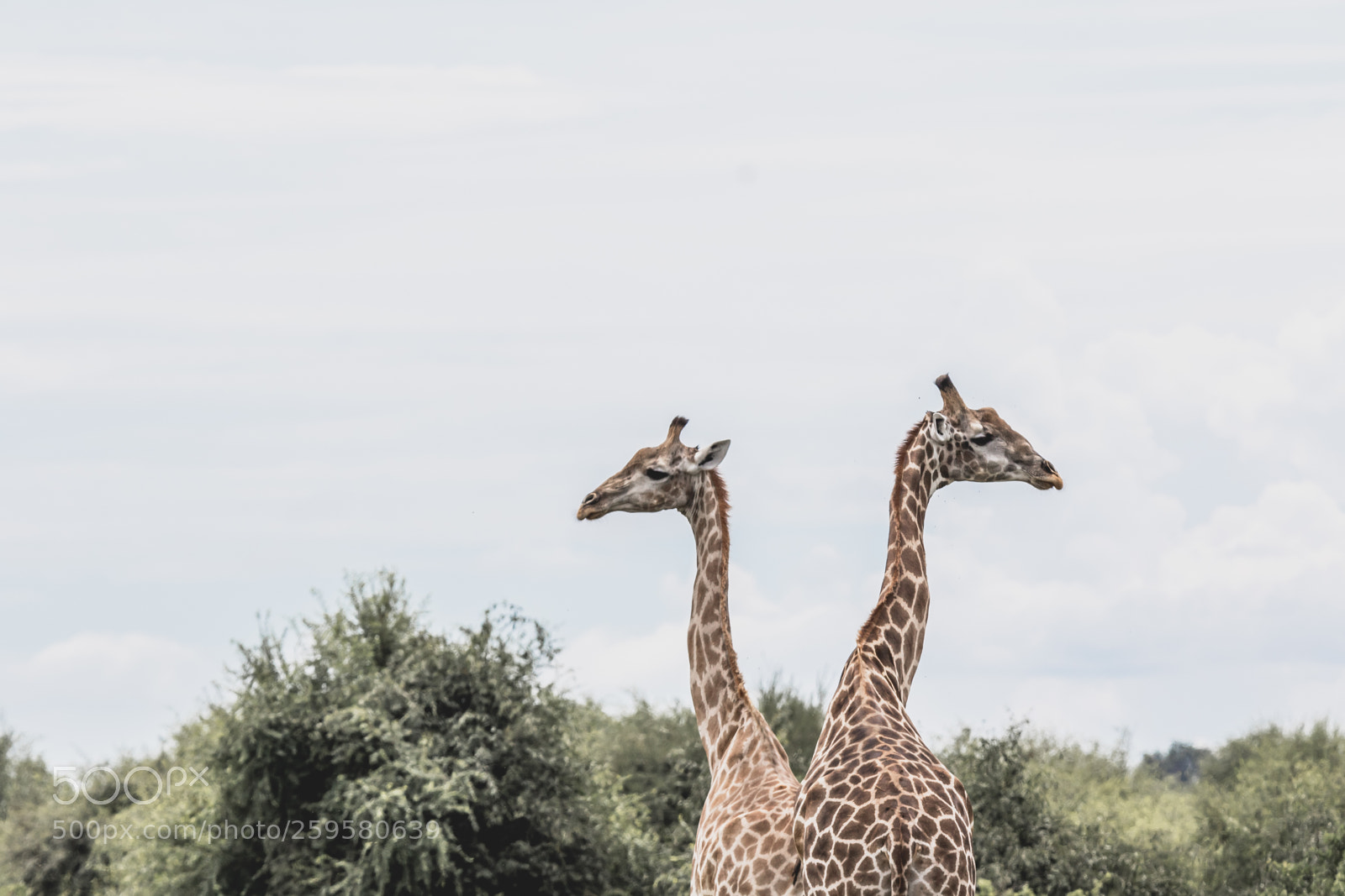 Canon EOS 7D Mark II sample photo. Chobe wildlife photography
